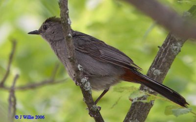 Gray Catbird (Dumetella carolinensis)