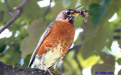 American Robin with meal