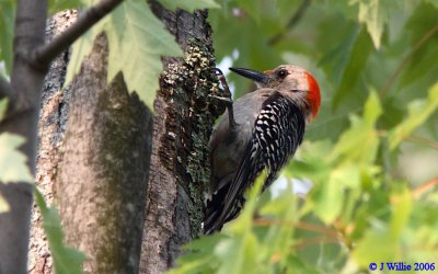Red-bellied woodpecker (Melanerpes carolinus) - female