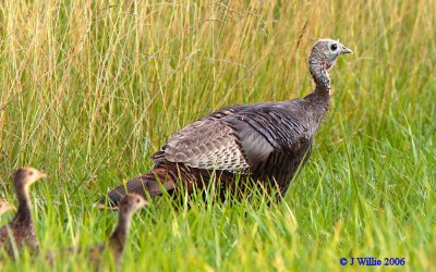 grouse_and_turkey