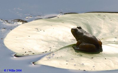 Frog on Lily Pad