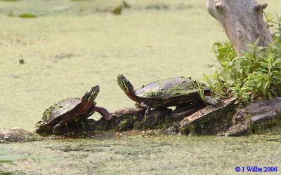 Eastern Painted Turtles (Chrysemys picta picta)
