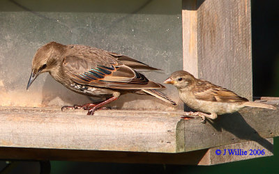 Juvenile Starling and female House Sparrow