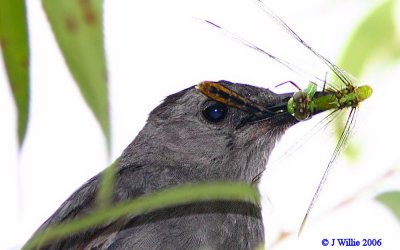 Gray Catbird (Dumetella carolinensis) with Dragonfly - A closer look