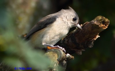 Tufted Titmouse