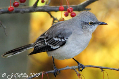 Northern Mockingbird (Mimus polyglottos)