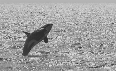 Breaching Killer Whale - B&W
