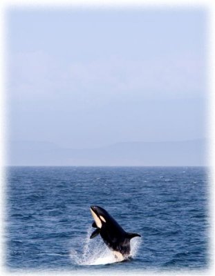 Breaching Killer Whale
