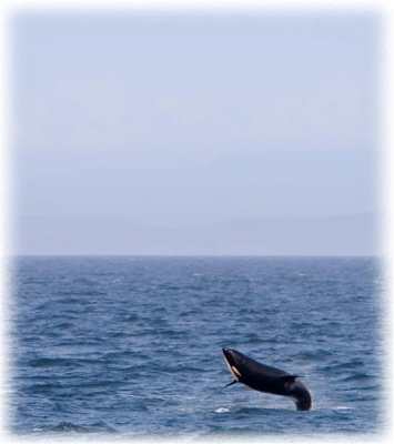 Breaching Killer Whale