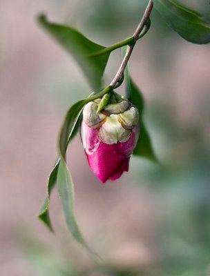 camellias