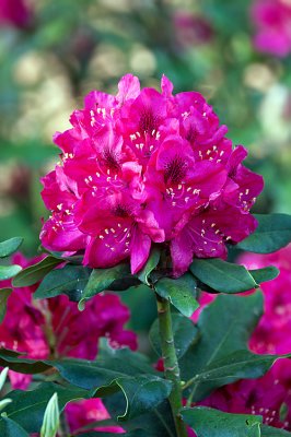 Rhododendron