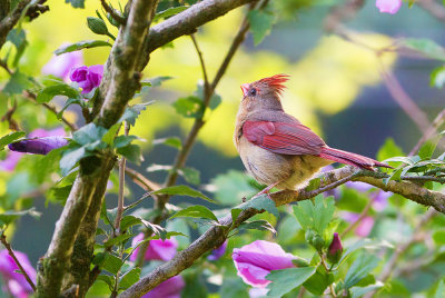 cardinals