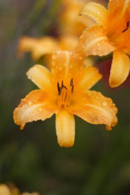 Flora01.JPG