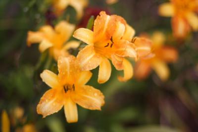 Flora02.JPG