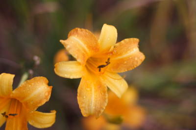 Flora03.JPG