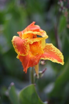 Flora04.JPG