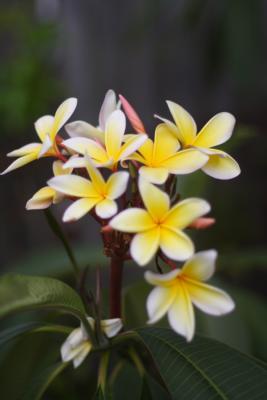 Flora12.JPG