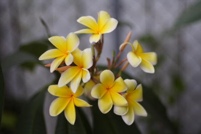 Flora13.JPG