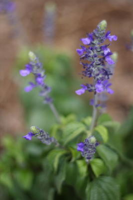 Flora07.JPG