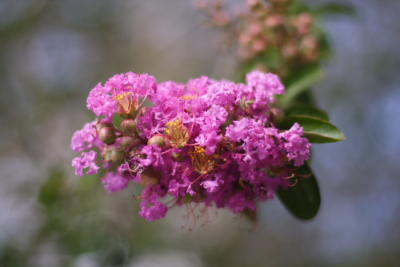 Flora08.JPG