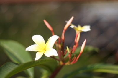 Flora09.JPG