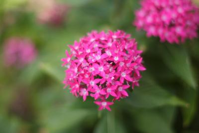Flora10.JPG