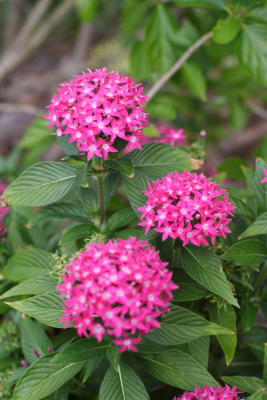 Flora11.JPG