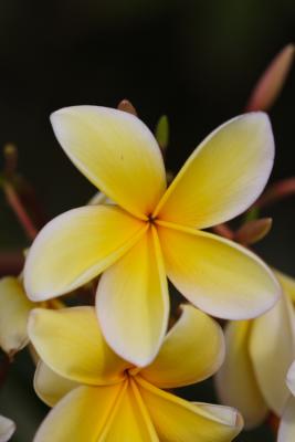 Flora14.JPG