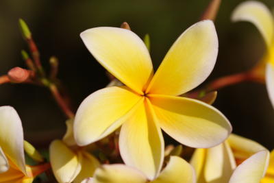 Flora16.JPG