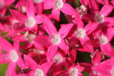 Flora18.JPG