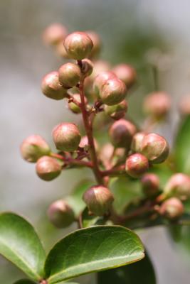 Flora20.JPG