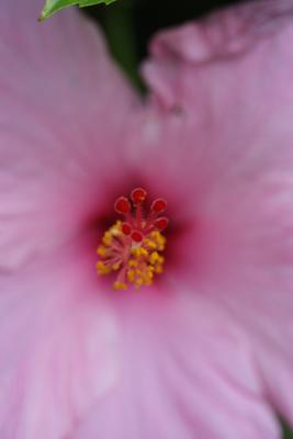 Flora22.JPG