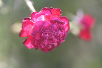 Flora23.JPG
