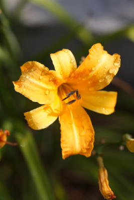 Flora26.JPG