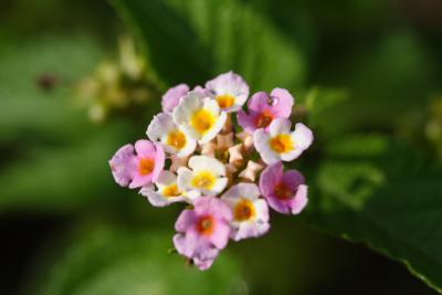 Flora28.JPG