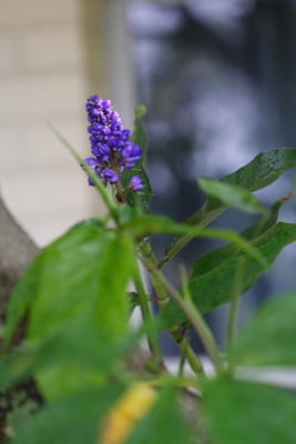 Flora29.JPG