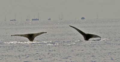 Whale Tails.jpg