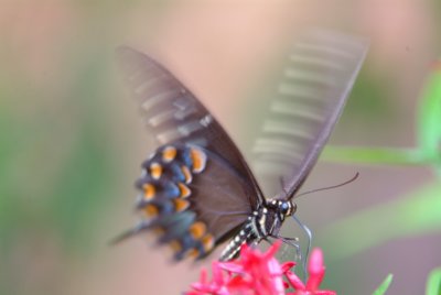 Butterfly.tif.jpg