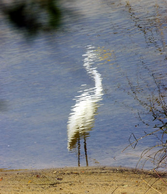 Impressionist Egret.jpg