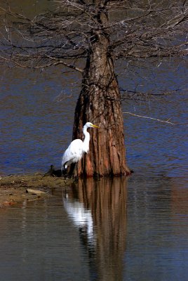 Great Egret and Cypress.jpg