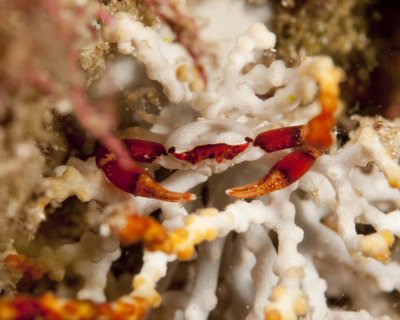Crab 2253.jpg