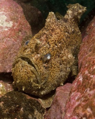 Frogfish 2010.jpg