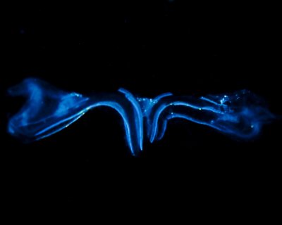Jelly 2490.jpg