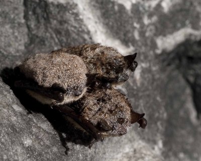 Bats 3121.jpg