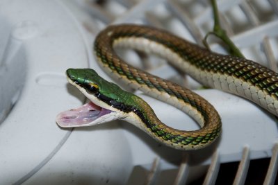 Green House Adventure