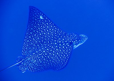 g4/60/619260/3/135712921.GegoWe9R.jpg