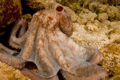Utila 5759.jpg