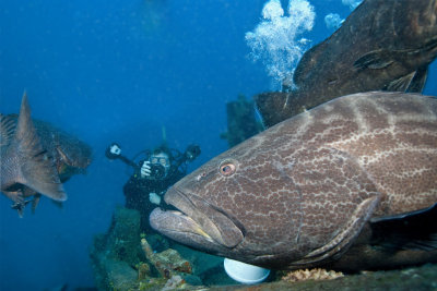 Ladonna 5453.jpg
