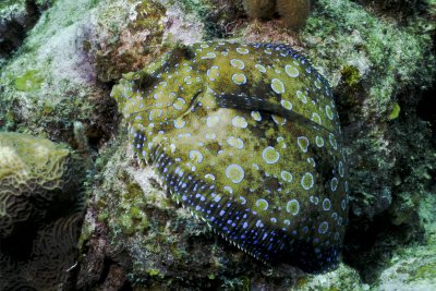 Utila LI-0250.jpg