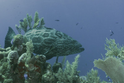 Utila LI-0259.jpg